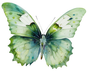 Watercolor illustration of a green butterfly . Ai generated. Transparent background, png.