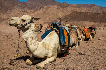 Fototapeta premium A caravan of camels rests in the desert against the backdrop of high mountains. Egypt