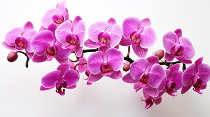 Fototapeta na wymiar Beautiful orchid flowers UHd wallpaper