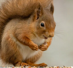 Close up of cute little scottish red squirrel in the forest