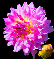 Dahlia is a genus of bushy, tuberous, perennial plants native to Mexico, Central America, and Colombia. There are at least 36 species of dahlia