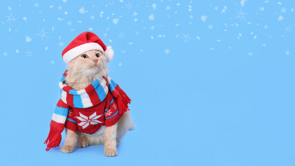 Santa Claus Cat looking to the side on blue background. Funny Cat wearing warm red sweater, scarf and Santa Claus xmas red hat. Beautiful Cat in winter clothes. Happy New Year. Merry Christmas. Snow