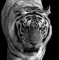 Amur Siberian tiger is a Panthera tigris tigris population in the Far East, particularly the Russian Far East and Northeast China