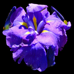 Iris is a genus of about 260–300 species of flowering plants howy flowers. It takes its name from...