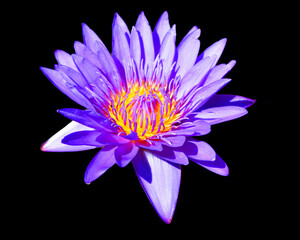 Water lily. Nymphaeaceae is a family of flowering plants. Members of this family are commonly called water lilies