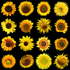 Sunflower is an annual plant native to the Americas. It possesses a large inflorescence, and its name is derived from the flower's shape and image which is often used to depict the sun
