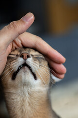 Young abyssinian cat petted by man's hand