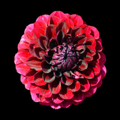 Dahlia is a genus of bushy, tuberous, perennial plants native to Mexico, Central America, and...