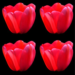 Tulips is a perennial, bulbous plant with showy flowers in the genus Tulipa, of which up to 109 species © Daniel Meunier
