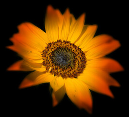 Sunflower is an annual plant native to the Americas. It possesses a large inflorescence, and its name is derived from the flower's shape and image which is often used to depict the sun