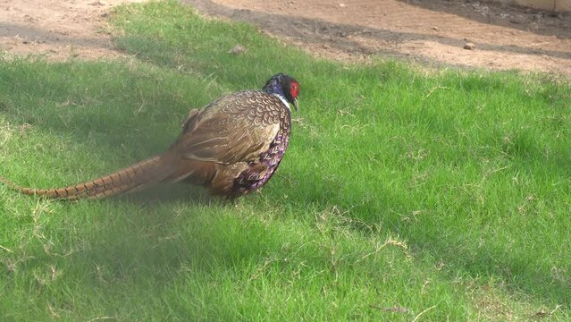 pheasant in the grass