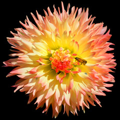 Dahlia is a genus of bushy, tuberous, perennial plants native to Mexico, Central America, and...