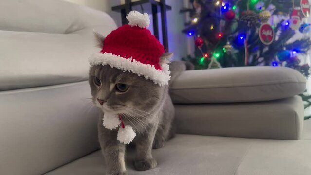 cat in christmas hat