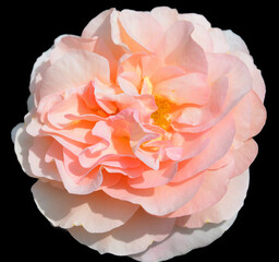 Dahlia is a genus of bushy, tuberous, perennial plants native to Mexico, Central America, and...