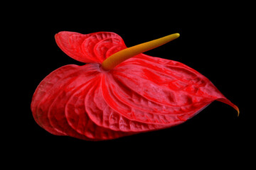 Anthuriu Schott is a genus of about 1000 species of flowering plants, the largest genus of the arum family, Araceae include anthurium, tailflower, flamingo flower and laceleaf © Daniel Meunier