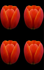 Tulips is a perennial, bulbous plant with showy flowers in the genus Tulipa, of which up to 109 species © Daniel Meunier