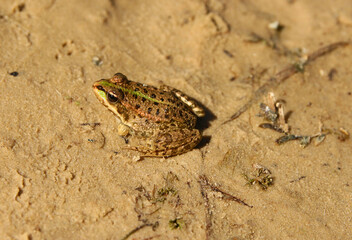 A green golden frog in a pond in the sun.