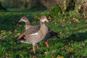 A pair of adult Egyptian geese (Alopochen aegyptiaca) in an autumn meadow