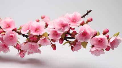 Branch of pink flowers UHD wallpaper