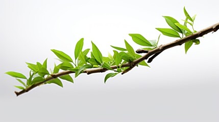 Branch with pant growing UHD wallpaper