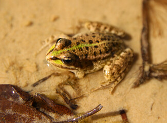 A green golden frog in a pond in the sun.