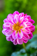 Fototapeta premium ダリアの花