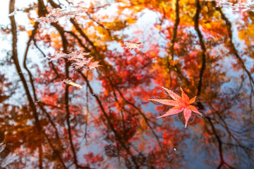 水面の落ち葉　秋のイメージ