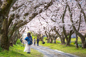 桜のアーチ　春のイメージ