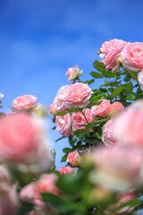 薔薇の花