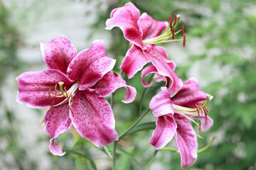 Bouquet of large Lilies. Lilium belonging to the Liliaceae. Blooming pink tender Lily flower . Pink...