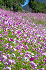 Naklejka premium コスモス畑 秋のイメージ