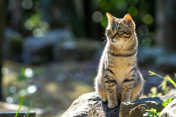 野良猫のポートレート