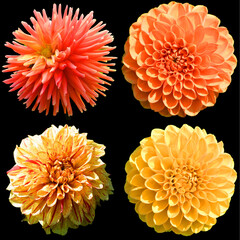 Dahlia is a genus of bushy, tuberous, perennial plants native to Mexico, Central America, and Colombia. There are at least 36 species of dahlia, some like D. imperialis up to 10 metres tall. - obrazy, fototapety, plakaty