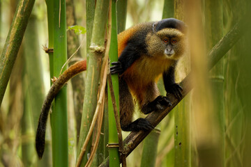Golden Monkey - Cercopithecus kandti originally subspecies of Blue monkey (Cercopithecus mitis...