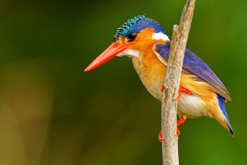 Malachite Kingfisher - Corythornis cristatus river kingfisher widely distributed in Africa south of the Sahara, small colourful bird with ruddy orange rusty body, blue head and brightly red beak