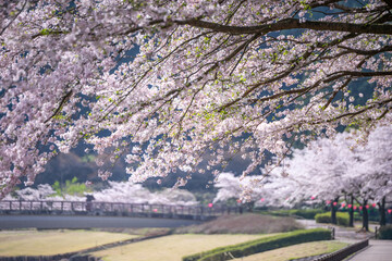 桜の花　春のイメージ