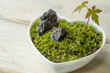 苔盆栽　和風イメージ