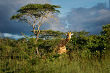 Rothschild's giraffe - Giraffa camelopardalis rothschildi subspecies of the Northern giraffe, also Baringo or Nubian or as the Ugandan giraffe, portrait of long neck mammal from Africa in herd - 687707486