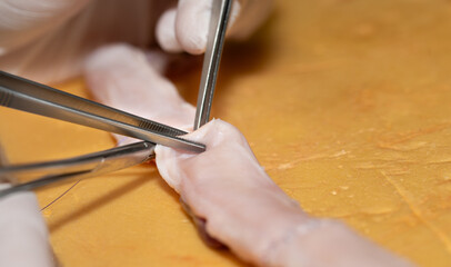 Close-up of surgical instruments contracting parts of the aorta on a dissected animal aorta. The...