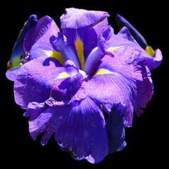 Iris is a genus of about 260–300 species of flowering plants with showy flowers. It takes its...