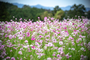 Fototapeta premium コスモスの花 秋のイメージ