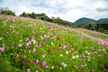 コスモスの花　秋のイメージ