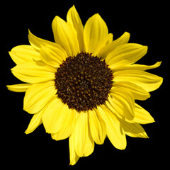 Sunflower is an annual plant native to the Americas. It possesses a large inflorescence, and its name is derived from the flower's shape and image which is often used to depict the sun