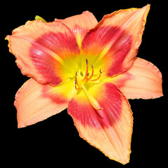 Fototapeta na wymiar Amaryllis is the only genus in the subtribe Amaryllidinae (tribe Amaryllideae). It is a small genus of flowering bulbs, with two species.