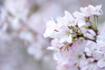 桜の花　華やかな春のイメージ