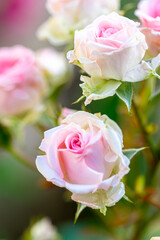 薔薇の花