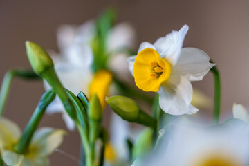 Naklejka na ściany i meble 水仙の花　初春イメージ