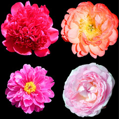 Peony is a flowering plant in the genus Paeonia, the only genus in the family Paeoniaceae. They are native to Asia, Southern Europe and Western North America