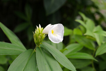 Indian head ginger, Costus speciosus