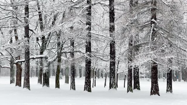 A snowstorm in a winter public park , it is snowing heavily, snowflakes are slowly falling, tree branches are covered with snow